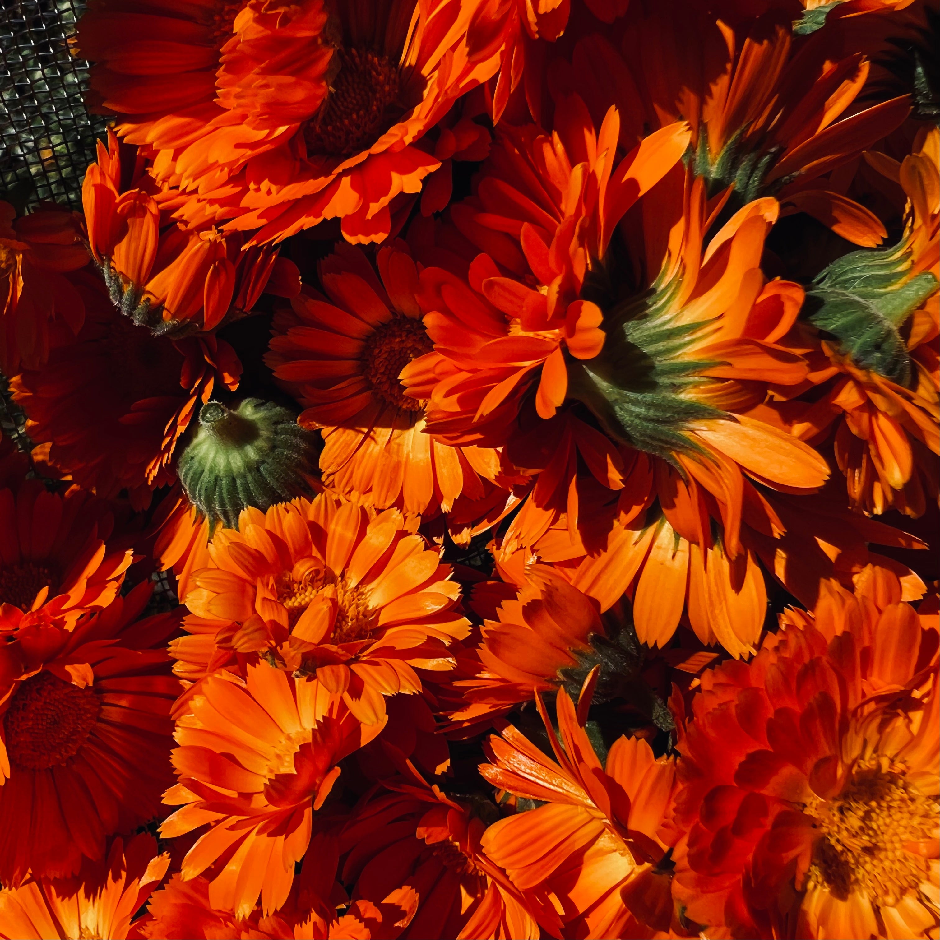 Sticky Flowers, Full Hearts