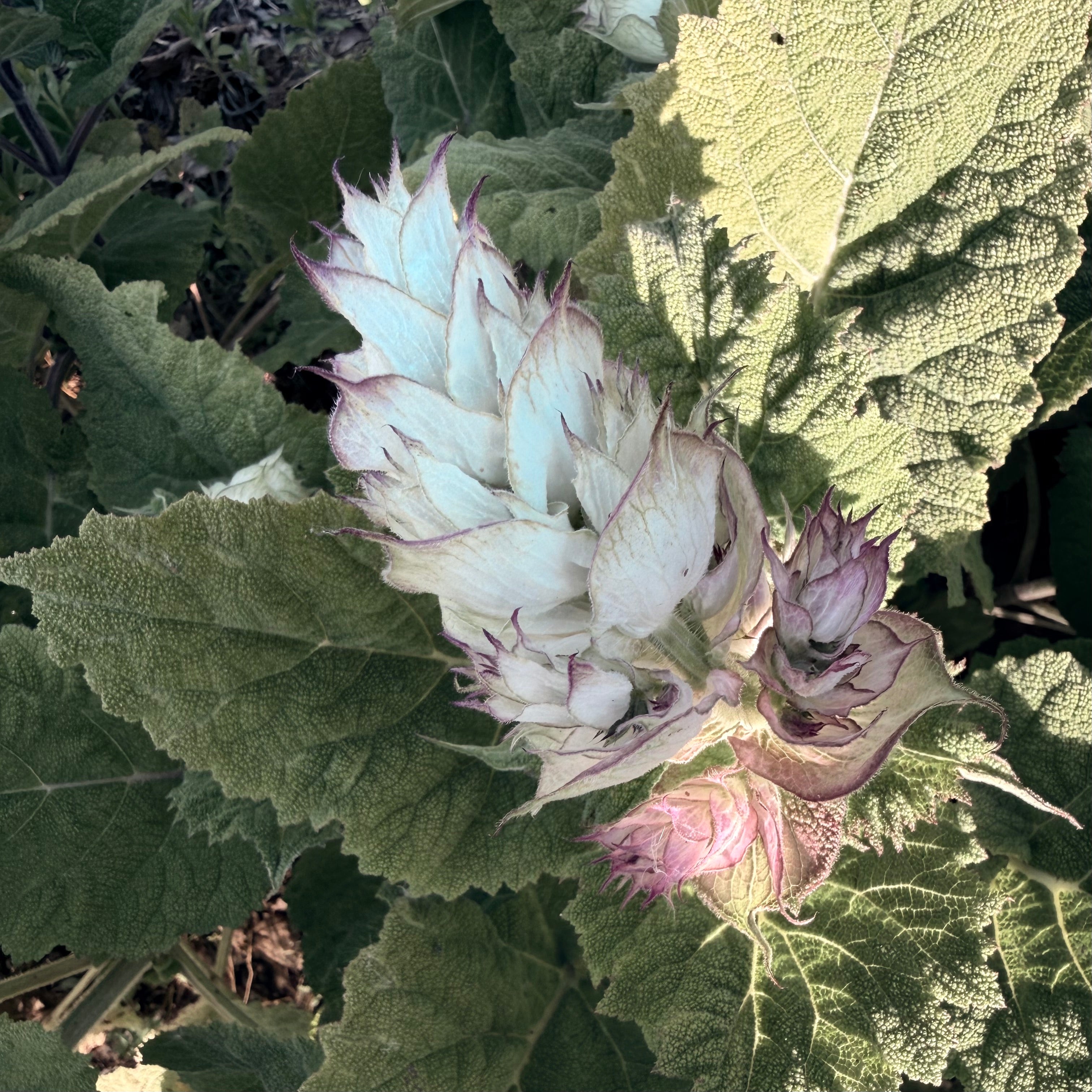 Botanical Skincare from a Connecticut Farm: How Rising Iris Grows What's in the Bottle