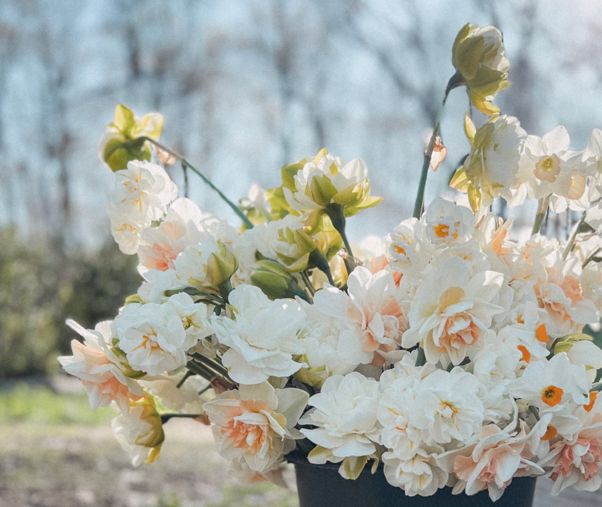 Narcissus Bouquet