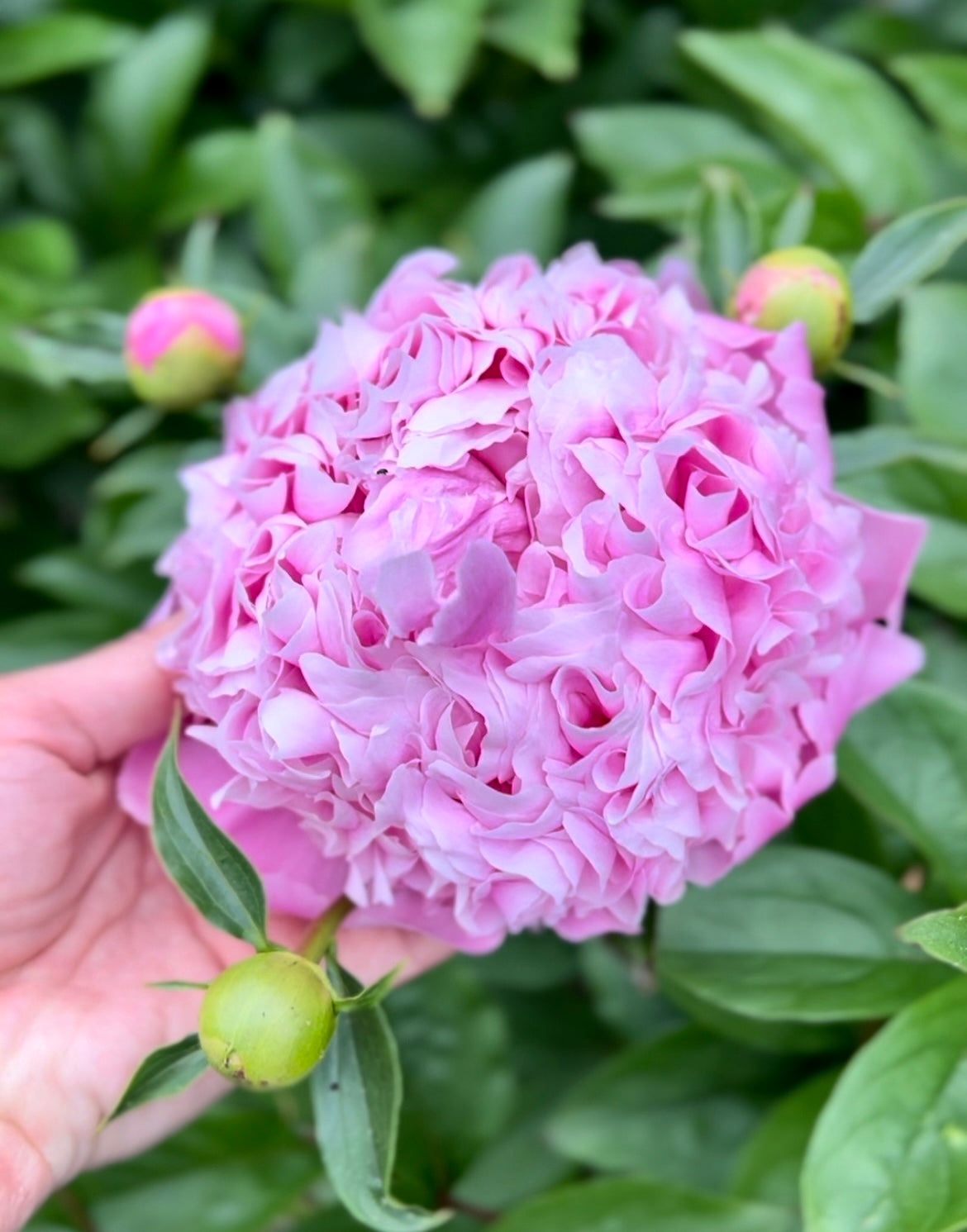 Peony Bouquet