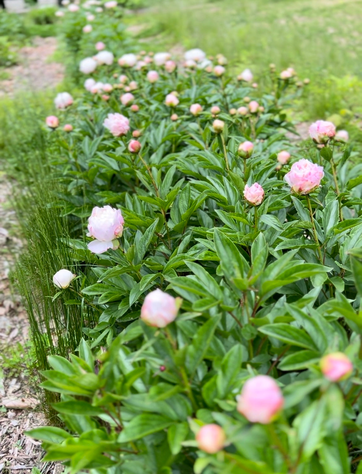 Peony Bouquet