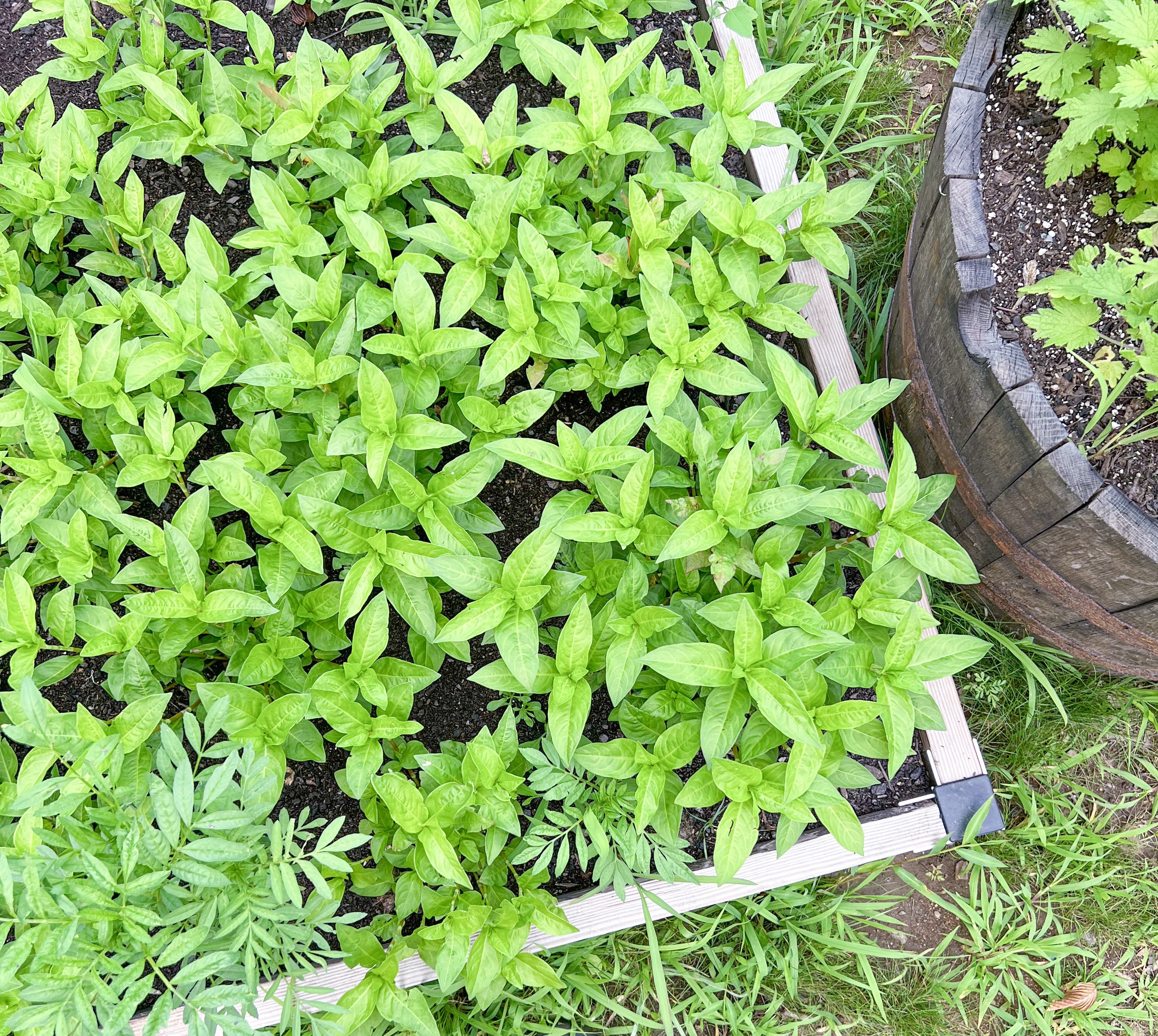 Evening Repair Serum: Repair. Strengthen. Glow.