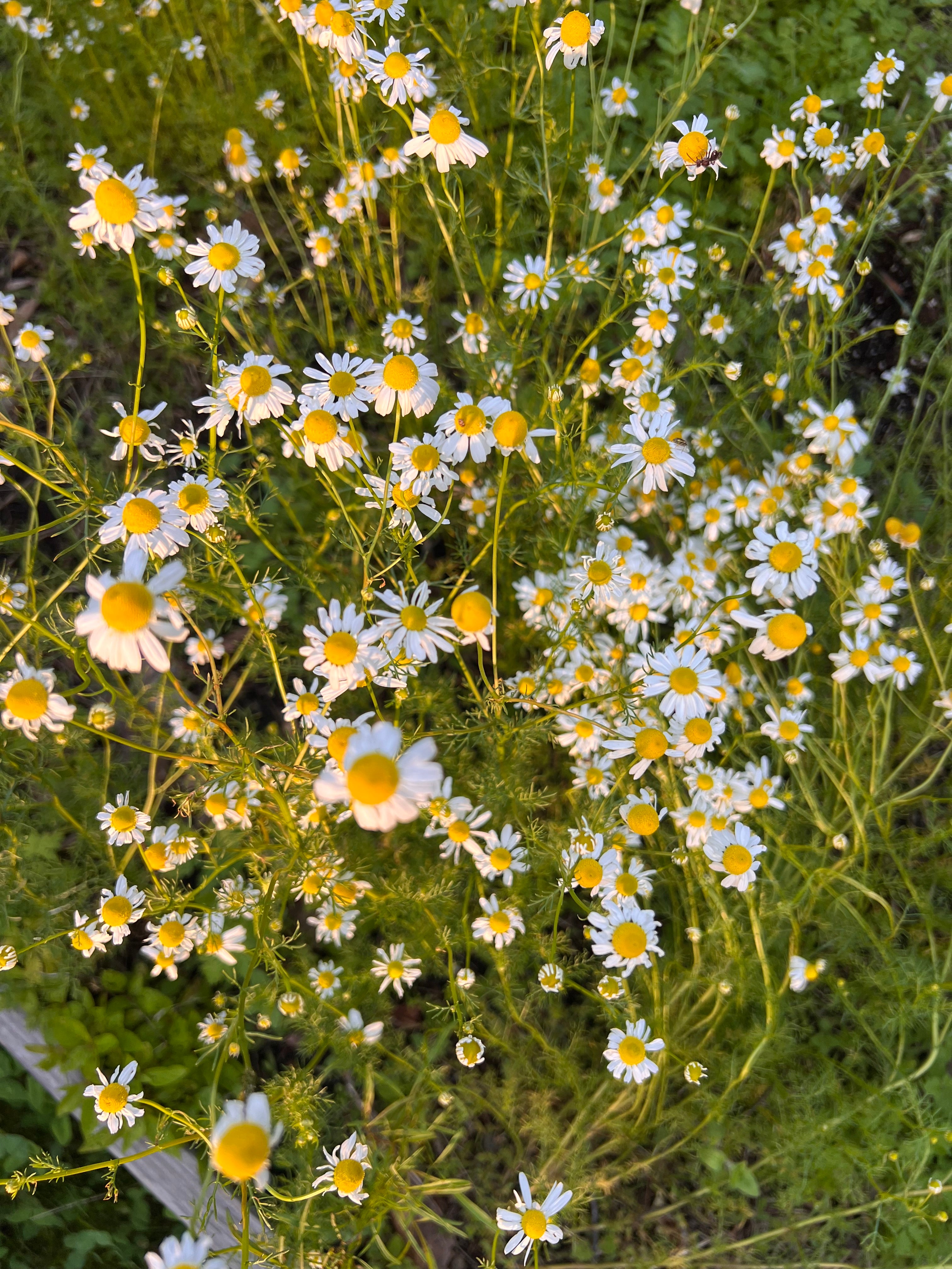 Chamomile flowers growing at Rising Iris Farm