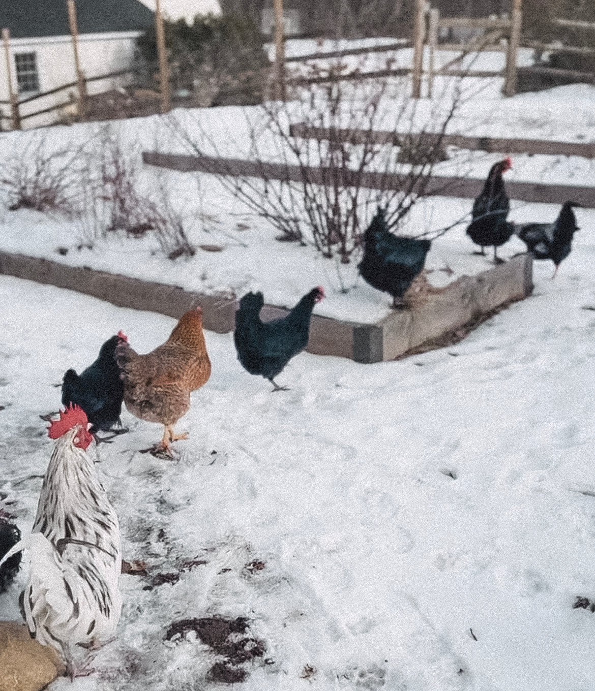 Farm Fresh Eggs Subscription: JUNE 2025