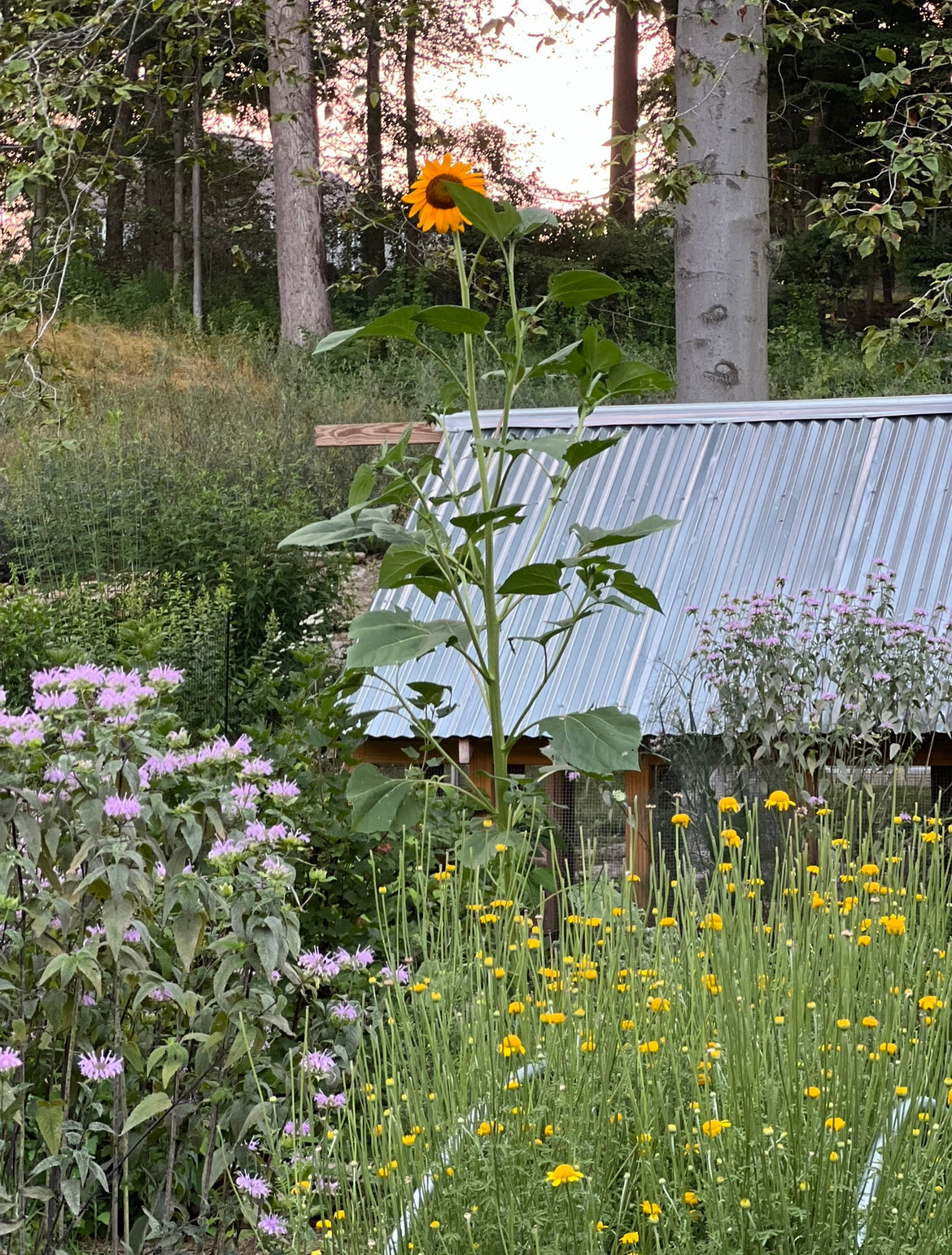 Summer Flower CSA
