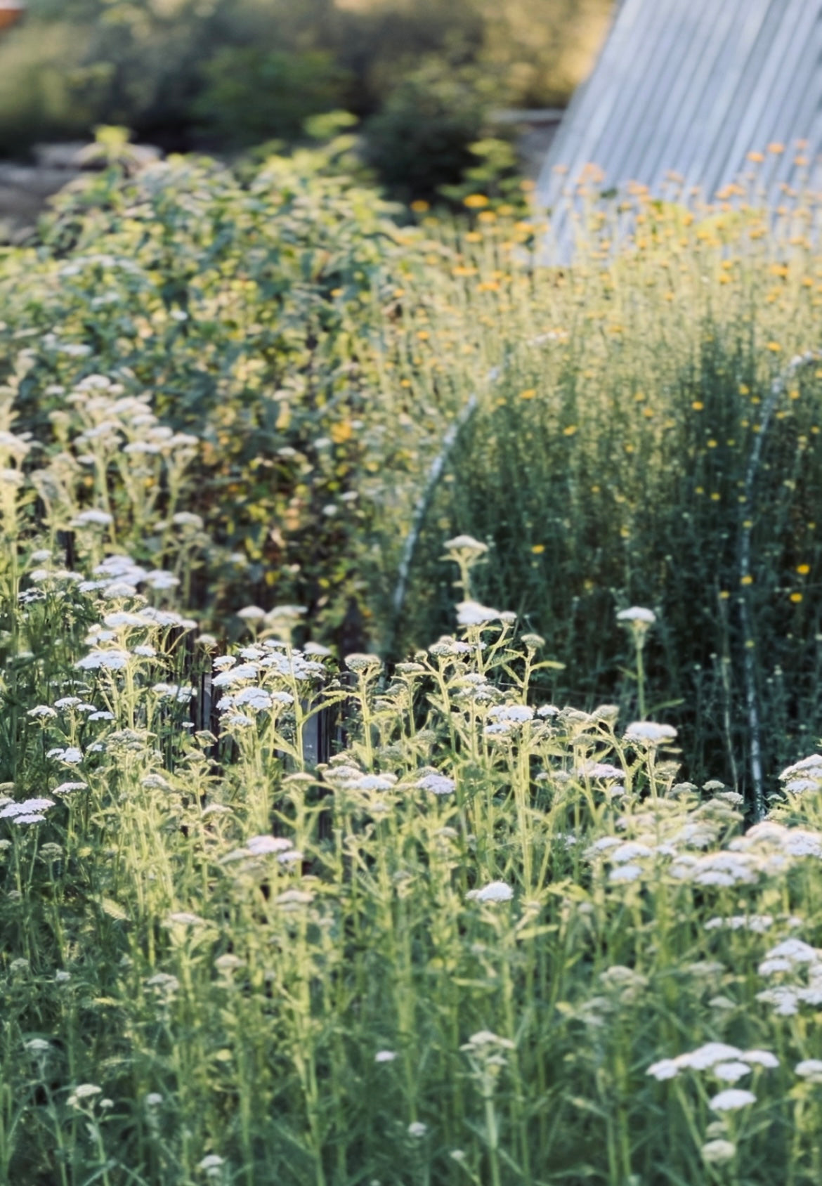 Apothecary Garden Serum: Plump. Smooth. Glow.