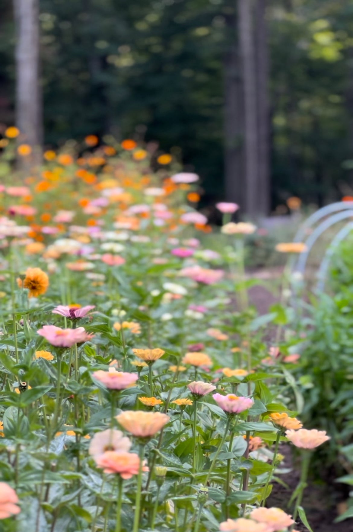 Rooted Balance Body Serum