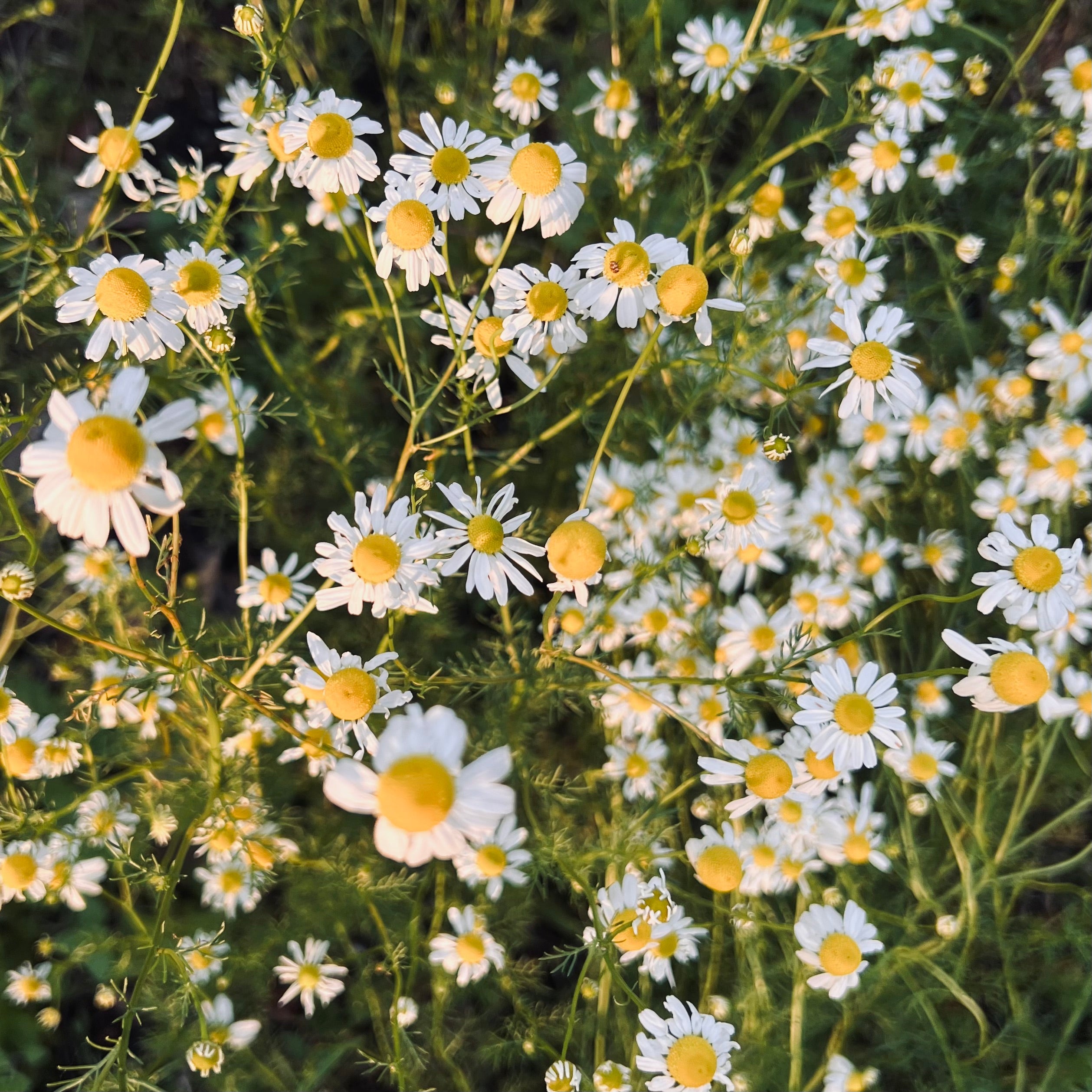 What Is Analogue Gardening? (And Why I Think It's the Future of Self-Care)