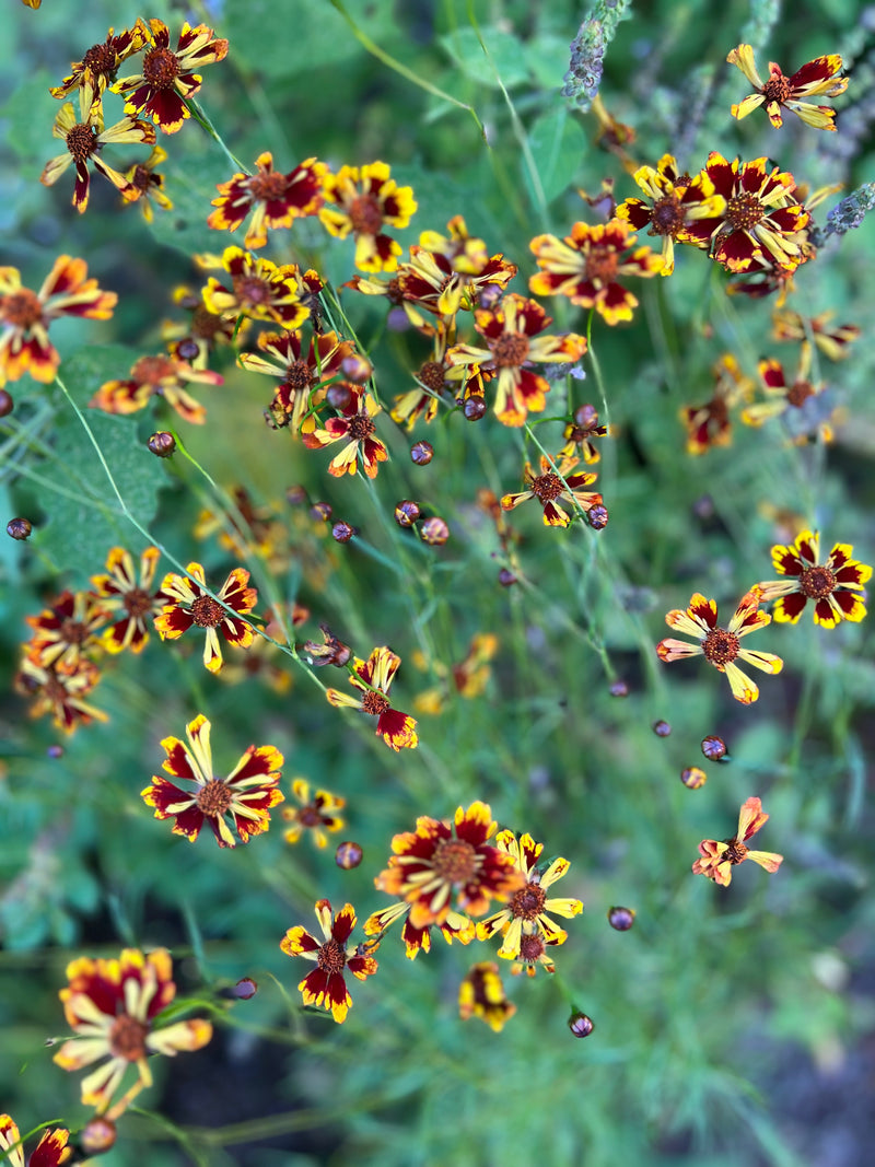 Make a Floral Scarf: A Bundle Dye Workshop