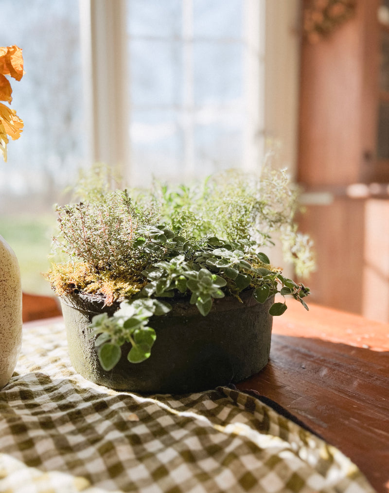 Organic Potted Herb Garden PRESALE